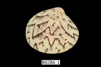 藏品(秀峰文蛤)的圖片